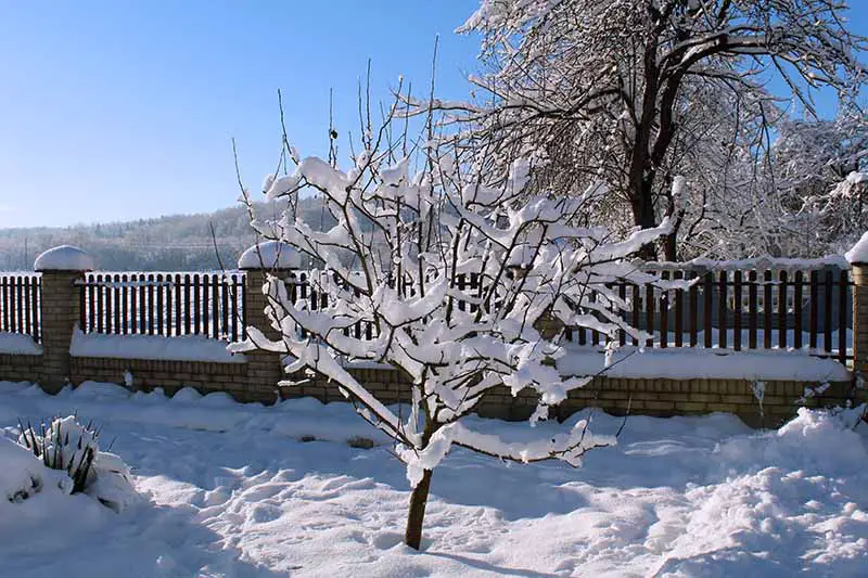 Una imagen horizontal de primer plano de un patio trasero cubierto de nieve con un manzano representado en un fondo de cielo azul.