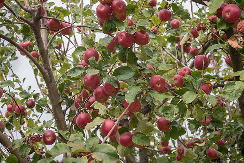 Una imagen horizontal de primer plano de un árbol con una enorme cosecha de frutos rojos maduros listos para la recolección, rodeados de follaje verde representado en un fondo de enfoque suave.