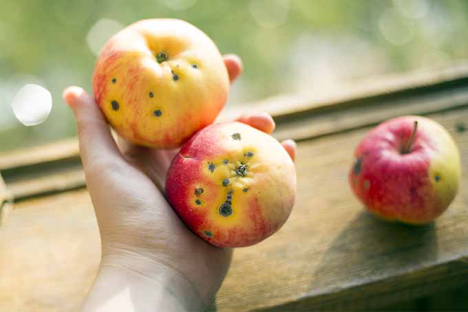 Tres manzanas están plagadas de agujeros oscuros como resultado de plagas.  Dos de las frutas son particularmente malas cuando una persona las muestra en su mano.  Las manzanas son rojas y amarillas, lo que sugiere que están maduras y listas para comer.