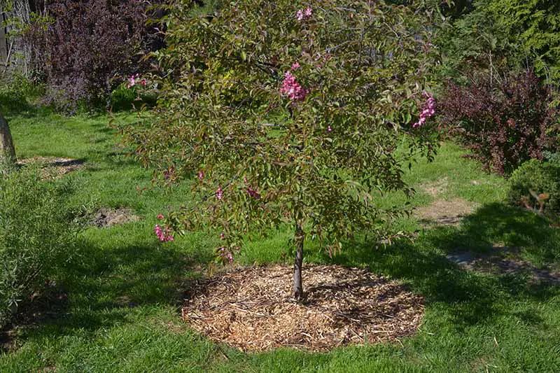 Una imagen horizontal de un manzano joven que crece en el jardín de primavera rodeado por una capa de mantillo.