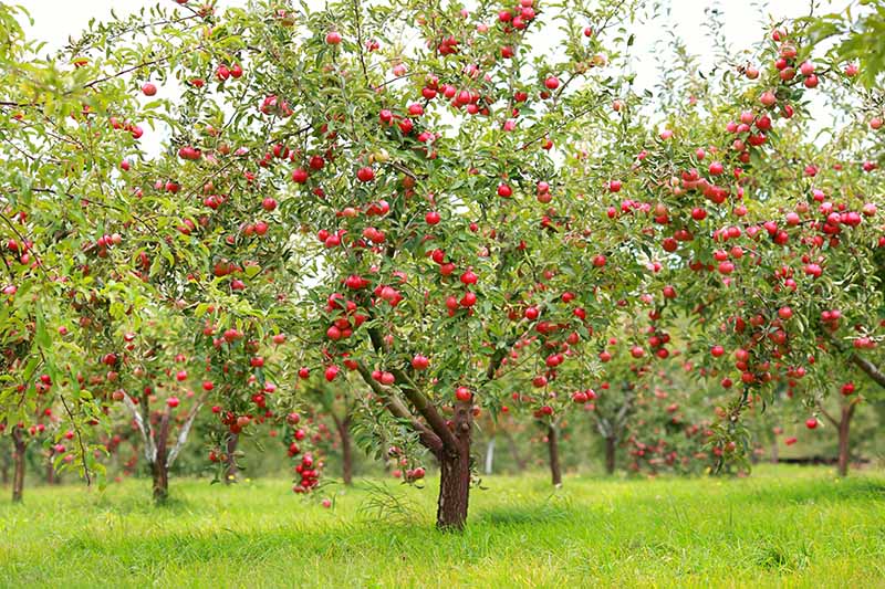 Una imagen horizontal de un huerto de árboles cargados de frutos rojos maduros listos para la cosecha, rodeados de césped.