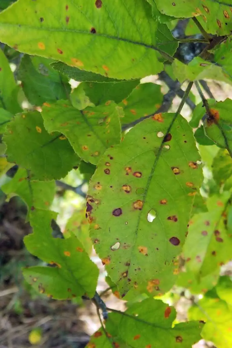 Primer plano de una hoja de manzano que muestra signos graves de infección por roya de manzana de cedro (Gymnosporangium juniperi-virginianae) con muchas manchas de color rojo en sus hojas.