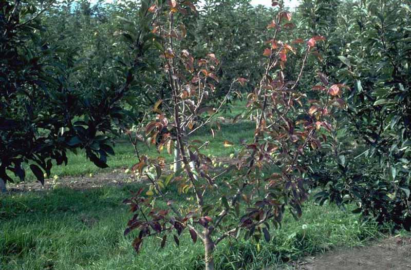 Un manzano que pierde hojas debido a una infección por Phytophthora Root Rot.