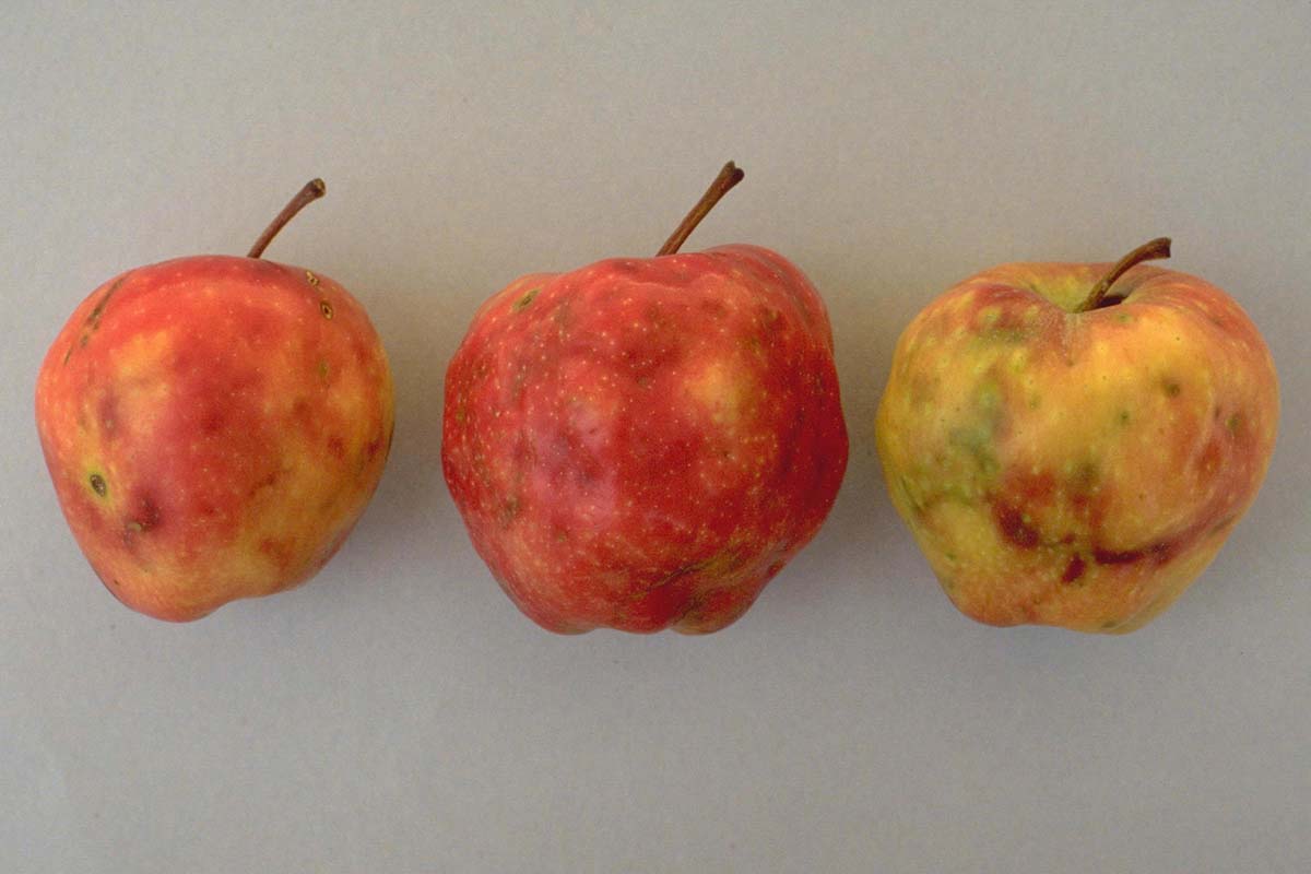 Una imagen horizontal de primer plano de tres manzanas que muestran signos de infestación por larvas de Rhagoletis pomonella.