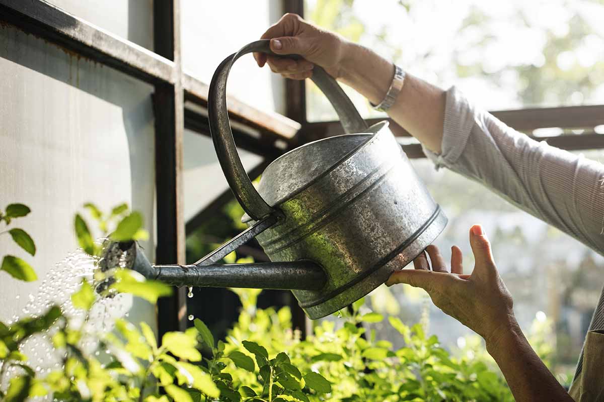 Una imagen horizontal de primer plano de un jardinero regando plantas en un invernadero.