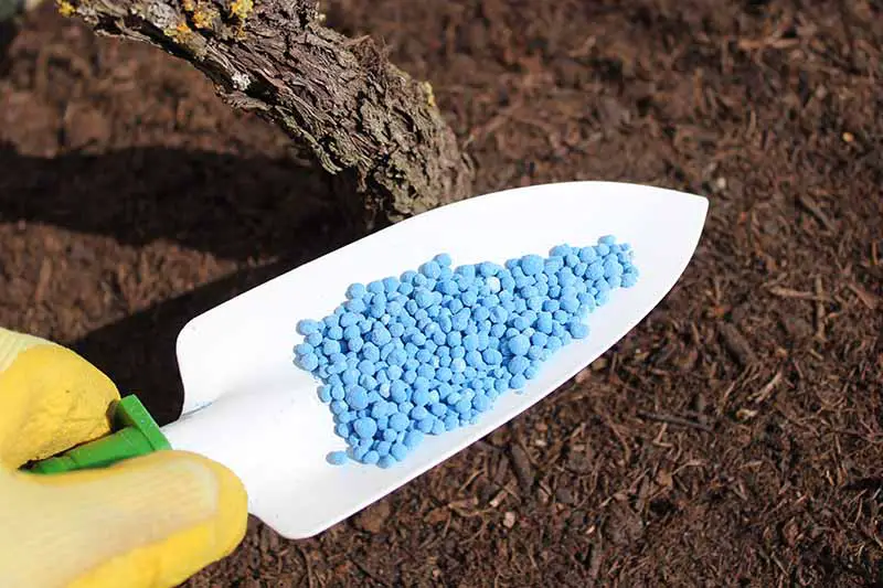 Una imagen horizontal de primer plano de una pequeña paleta de jardín con gránulos de fertilizante azul que se aplican al jardín.