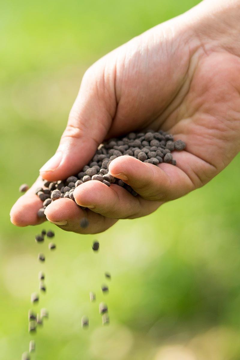 Una imagen vertical de cerca de una mano humana sosteniendo fertilizante granular y aplicándolo al paisaje.