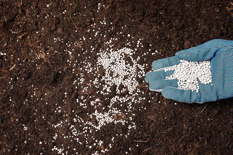 Una imagen horizontal de primer plano de una mano enguantada desde la derecha del marco aplicando alimento vegetal granular a la superficie del suelo.
