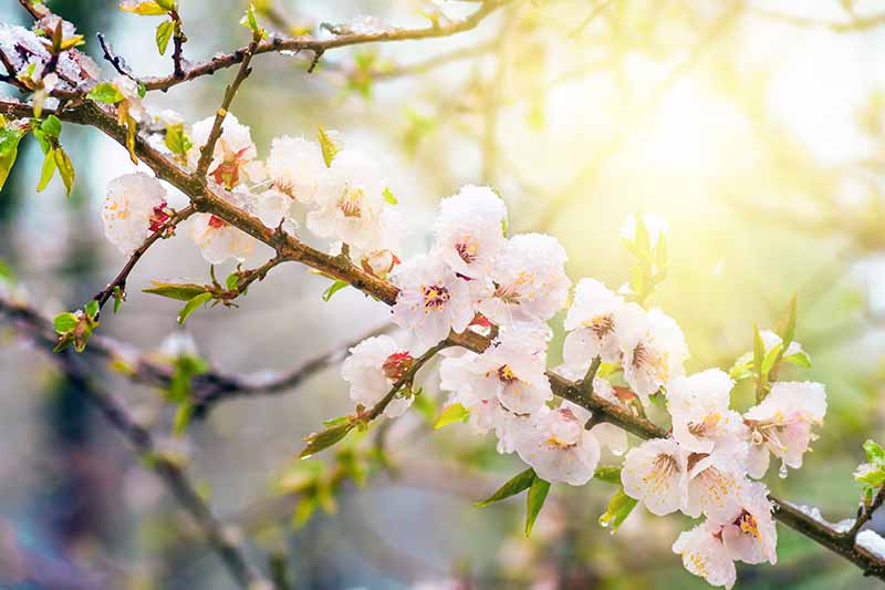 Un primer plano de una rama de un árbol Prunus armeniaca con racimos de flores blancas en un sol filtrado brillante sobre un fondo de enfoque suave.