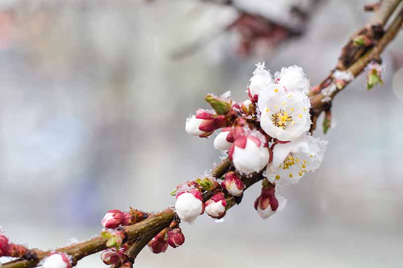 Un primer plano de una rama de un árbol Prunus armeniaca que muestra las pequeñas flores blancas que comienzan a florecer, rodeadas de capullos sobre un fondo blanco de enfoque suave.