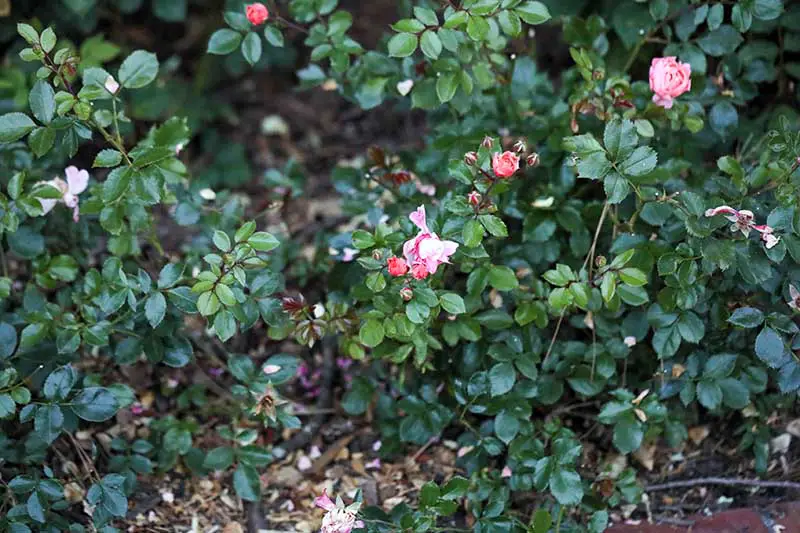 Una imagen horizontal de 'Apricot Drift', un cultivo de rosas que cubre el suelo y que crece en el jardín.