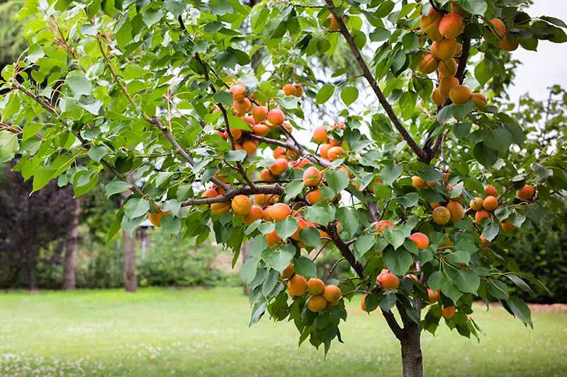 Una imagen horizontal de primer plano de un árbol de albaricoque cargado de fruta lista para la cosecha con un césped en el fondo.