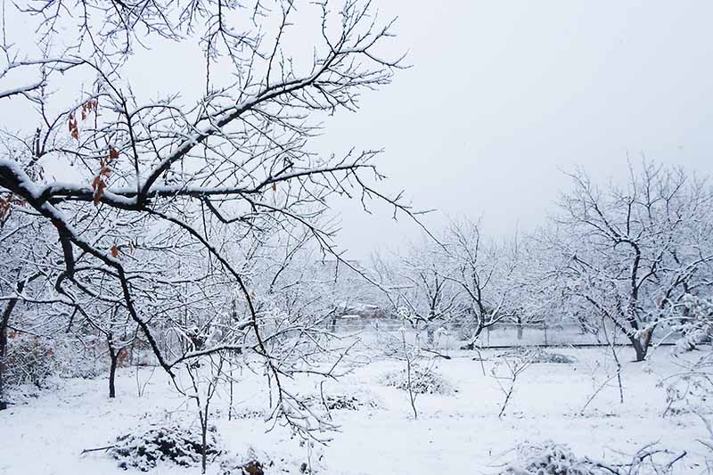 Un paisaje invernal con árboles y suelo cubierto de nieve.