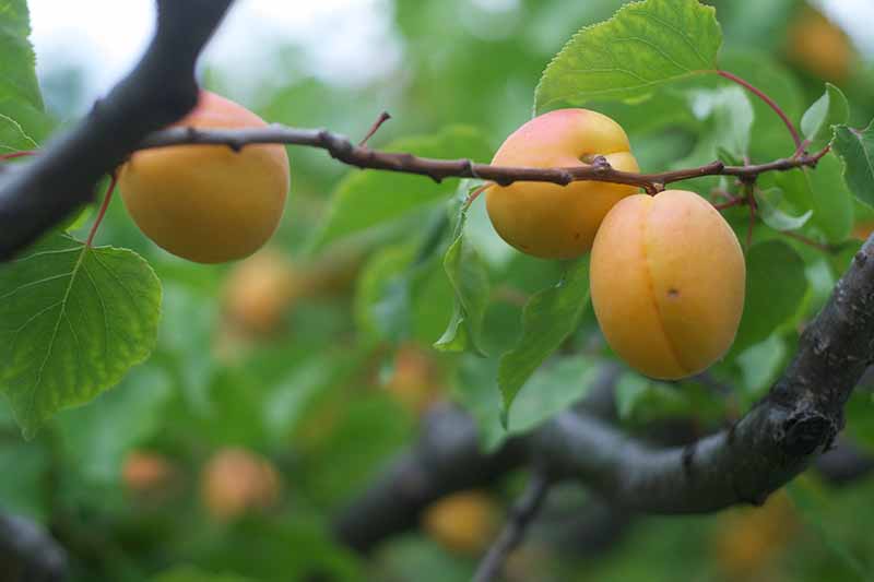 Un primer plano de tres frutos del árbol Prunus armeniaca, en la rama rodeada de follaje verde sobre un fondo verde de enfoque suave.