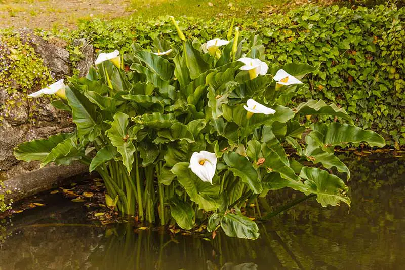 Una imagen horizontal de primer plano de un puesto de lirios de cala que crecen en un estanque.
