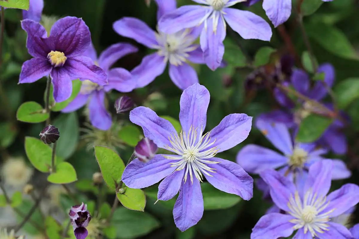 Una imagen horizontal de primer plano de flores violetas 'Arabella' representadas en un fondo de enfoque suave.