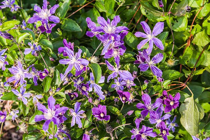 Un racimo de flores púrpuras en forma de estrella de una variedad de clemátide herbácea no enredadera llamada 'Arabella', representada en el jardín de verano a la luz del sol, con follaje en el fondo.