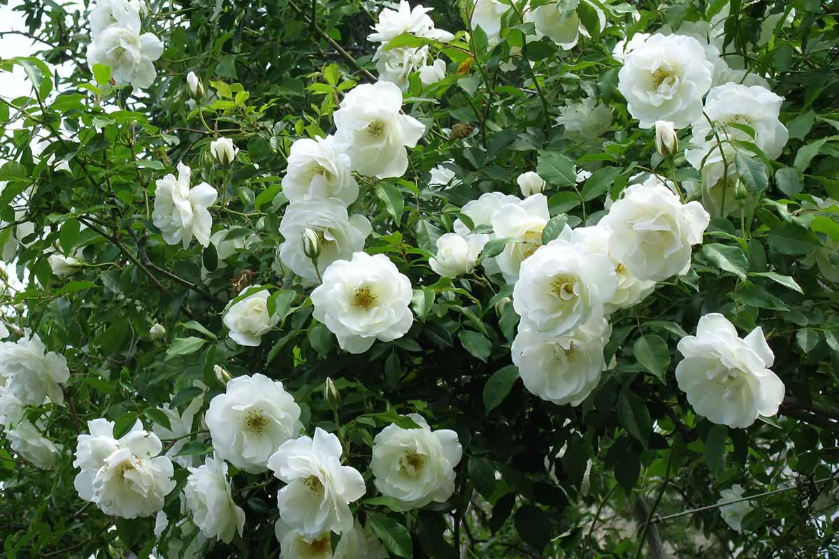 Un primer plano de las flores blancas de doble pétalo de Jasminum sambac que crecen en el jardín.