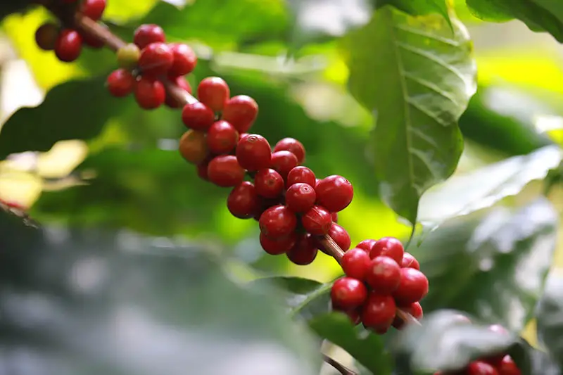 Una imagen horizontal de primer plano de bayas rojas que crecen en un arbusto Coffea arabica fotografiado a la luz del sol sobre un fondo de enfoque suave.