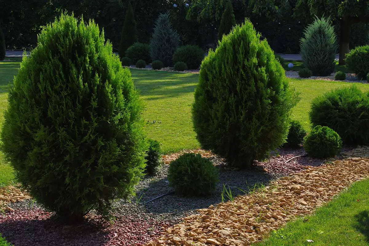 Una imagen horizontal de árbol de la vida plantado en un borde limpio en un jardín formal.