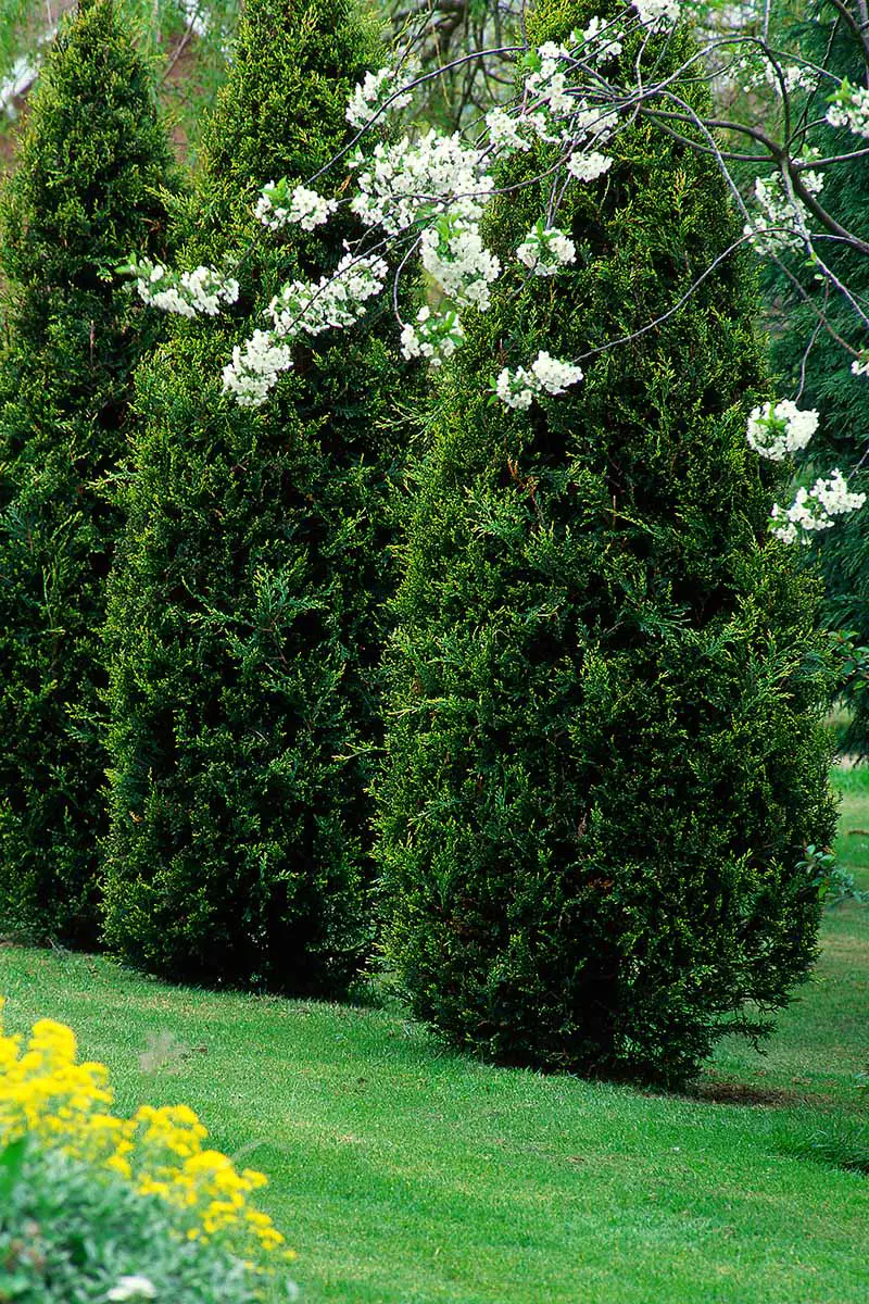 Una imagen vertical de una hilera de árboles de la vida que crecen en un jardín formal.