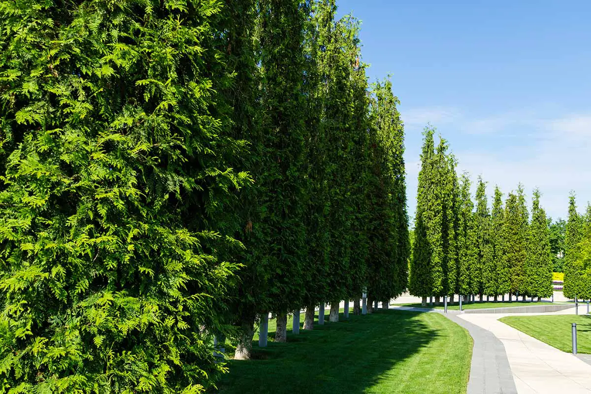 Una imagen horizontal de una ordenada hilera de árboles de la vida que bordean un camino a través de un parque fotografiado sobre un fondo de cielo azul.