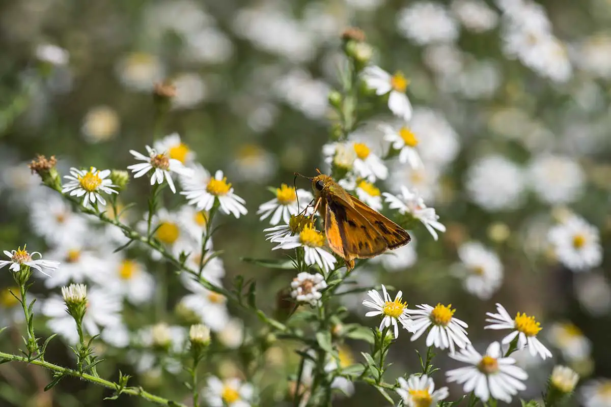 Una imagen horizontal de primer plano de una mariposa patrón alimentándose de margaritas blancas representadas en un fondo de enfoque suave,