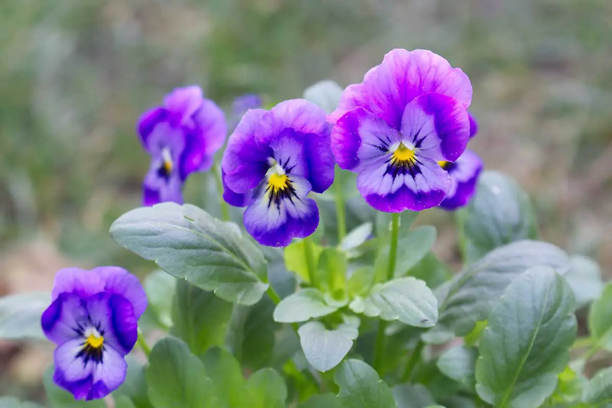 Una imagen horizontal de primer plano de flores de color púrpura que crecen en el jardín representadas en un fondo de enfoque suave.