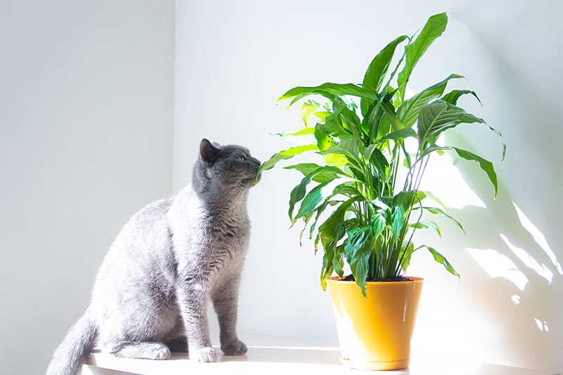 Una imagen horizontal de primer plano de un gran gato gris olfateando la hoja de una planta de lirio de la paz que crece en un recipiente naranja, fotografiada bajo un sol brillante.