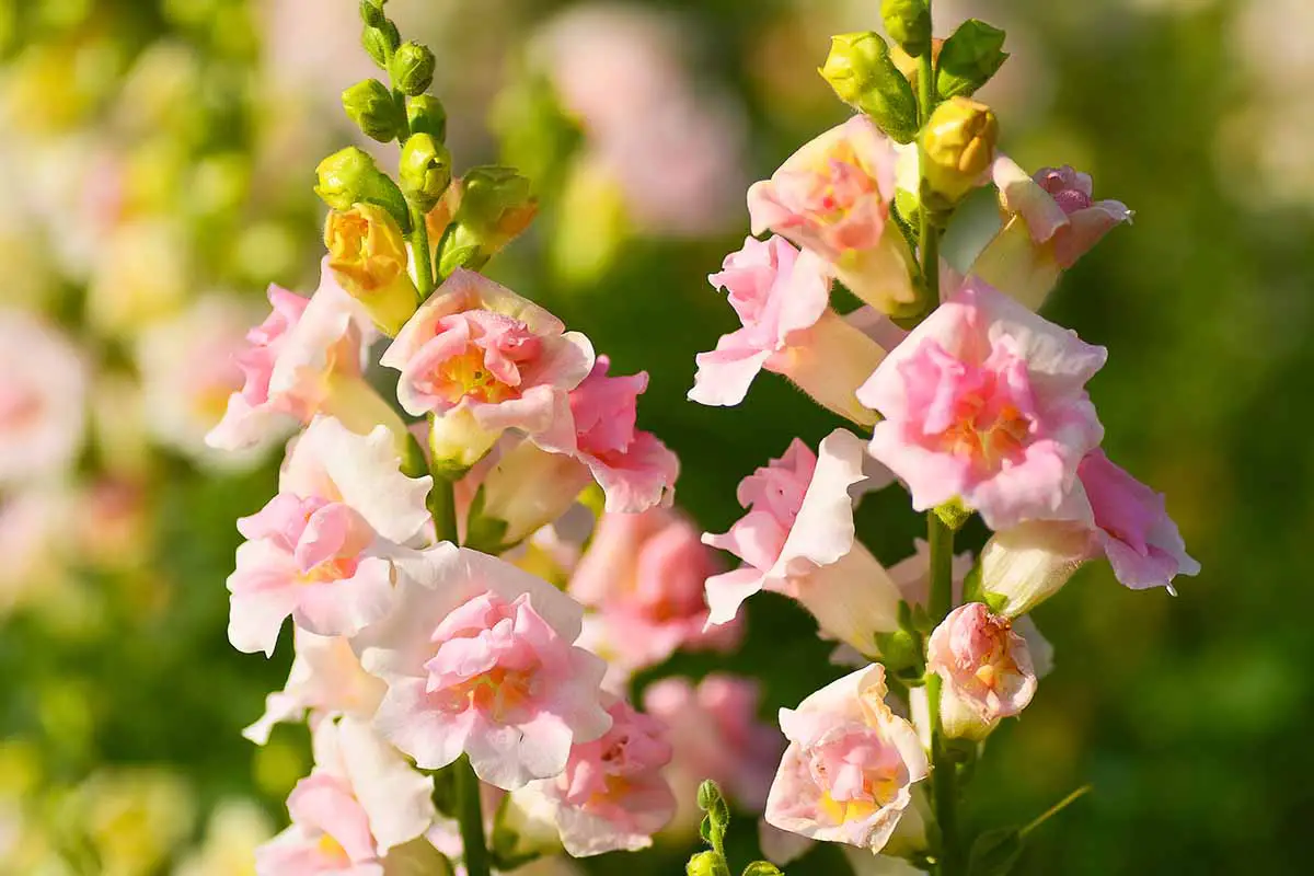 Una imagen horizontal de primer plano de flores de color rosa y albaricoque Antirrhinum majus que crecen en el jardín fotografiadas a la luz del sol de la tarde sobre un fondo de enfoque suave.
