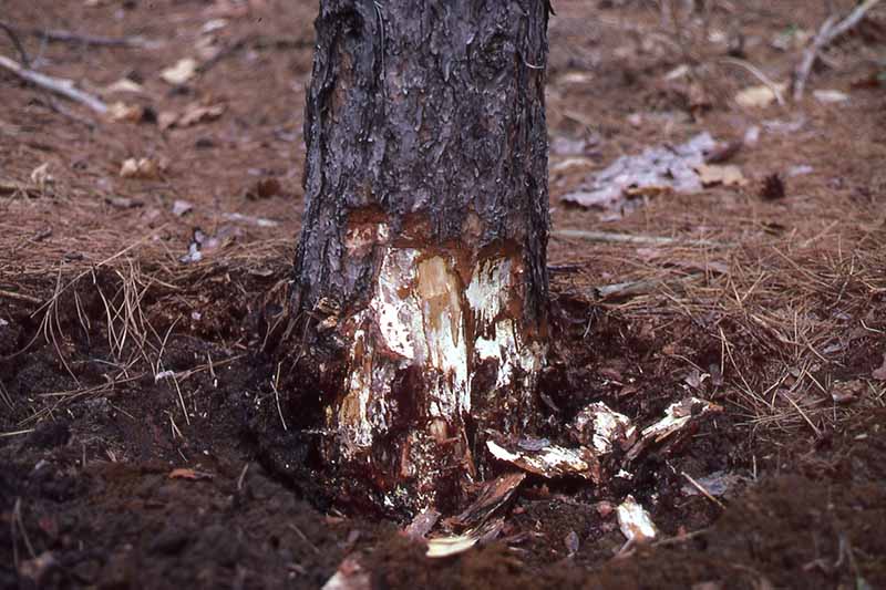 Una imagen horizontal de primer plano de los síntomas de la pudrición de la raíz armillaria en la base de un árbol de paisaje.