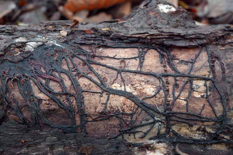 Cuerdas miceliales de rmillaria negra en el tronco de un árbol.