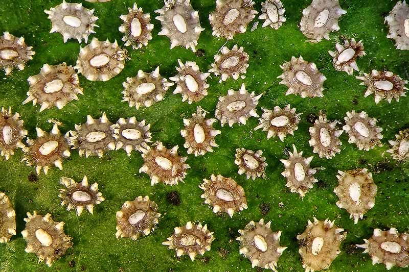 Una imagen horizontal de cerca de insectos a escala que parecen extraterrestres en la superficie de una hoja.