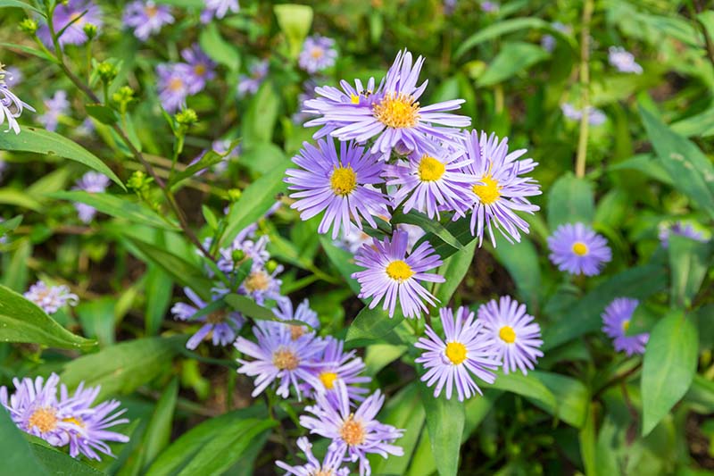 Un primer plano de las pequeñas flores violetas parecidas a margaritas de Symphyotrichum oblongifolium que crecen en el jardín a la luz del sol.