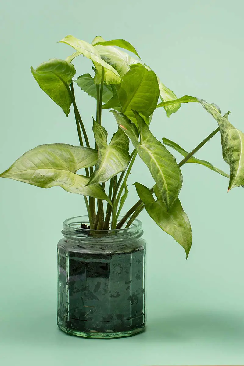 Una imagen vertical de cerca de una enredadera de punta de flecha (Syngonium podophyllum) que crece en un pequeño frasco de vidrio fotografiado sobre un fondo verde claro.