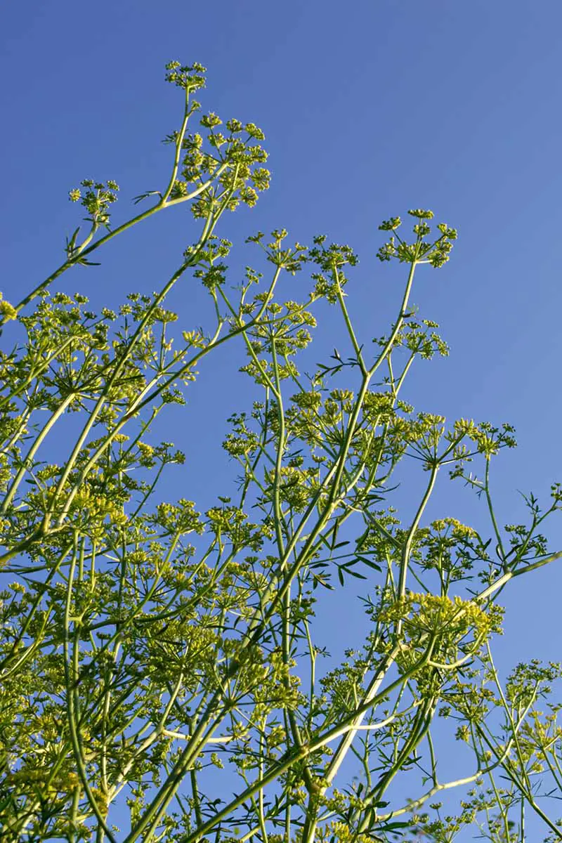Una imagen vertical de cerca de plantas de asafétida (Ferula assa-foetida) que crecen silvestres en un fondo de cielo azul.