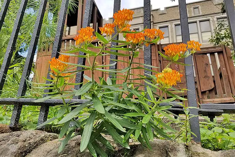 Toma hacia arriba de flores de algodoncillo anaranjado con hojas verdes y tallos largos, que crecen frente a una valla de metal, con una valla de madera marrón y un edificio de estuco tostado al fondo.