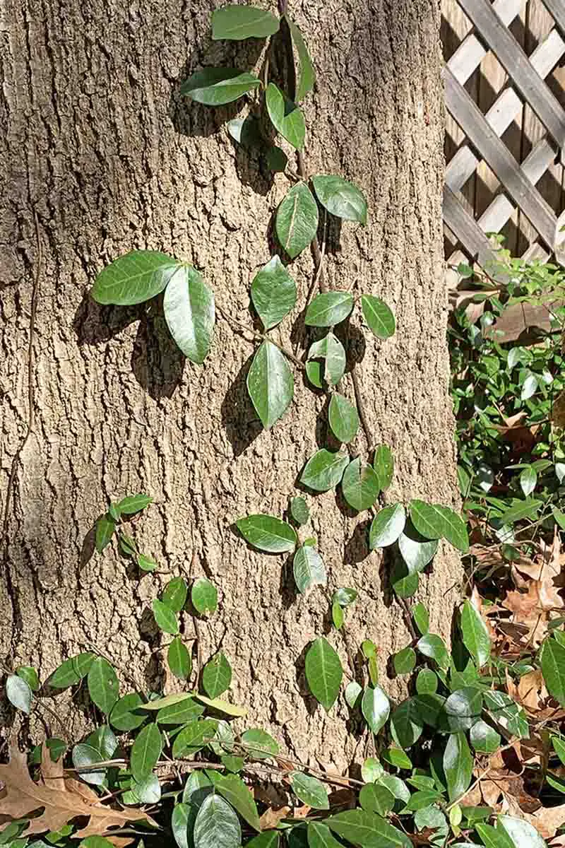 Una imagen vertical de cerca de Trachelospermum asiaticum creciendo en un árbol desde el suelo, a la luz del sol.