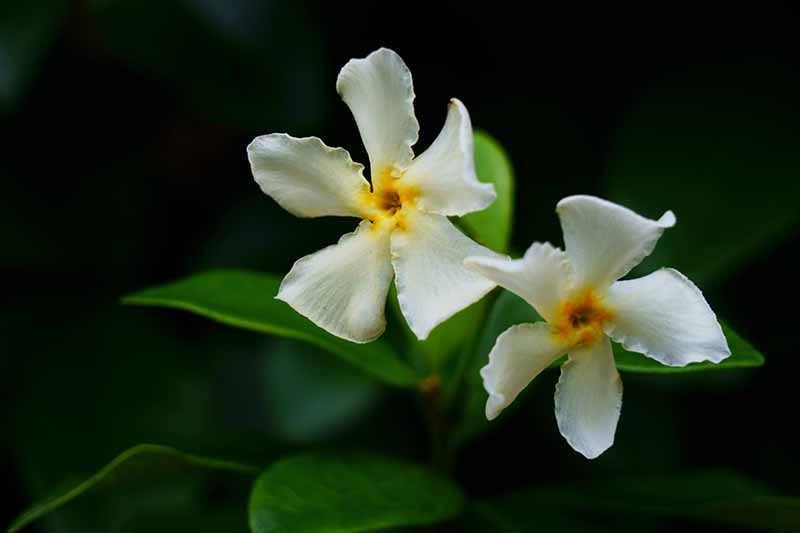 Un primer plano de las delicadas flores blancas del jazmín asiático sobre un fondo oscuro y suave.