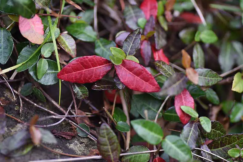 Un primer plano de las hojas del jazmín asiático que muestra las hojas de color rojo intenso intercaladas con una gama de follaje abigarrado de verde oscuro a verde claro.