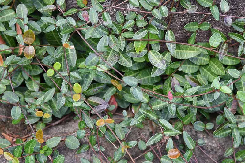 Un primer plano de las hojas de Trachelospermum asiaticum creciendo sobre una superficie de hormigón.  Parte del follaje es verde, algunos abigarrados.