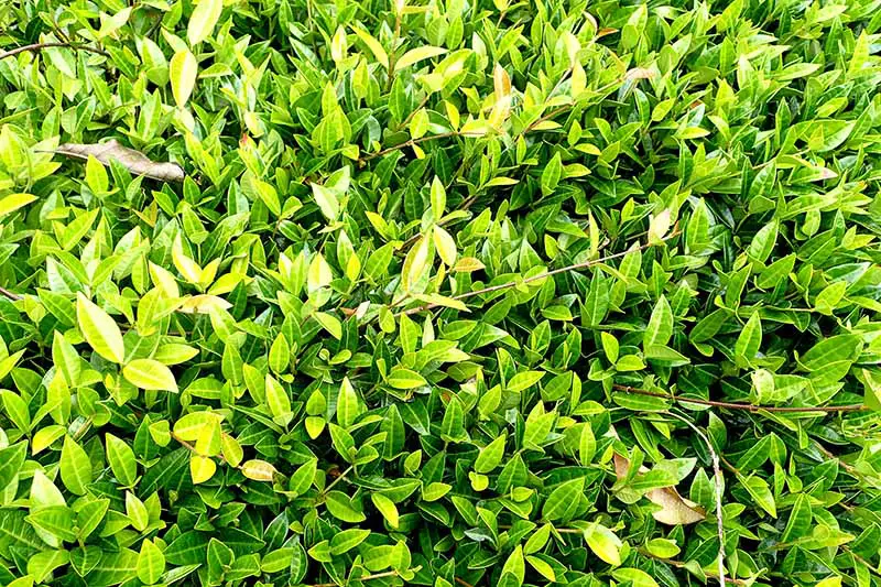 Un primer plano de las hojas densamente agrupadas de Trachelospermum asiaticum que crecen como cobertura del suelo, con algunas hojas marrones caídas de un árbol esparcidas encima.
