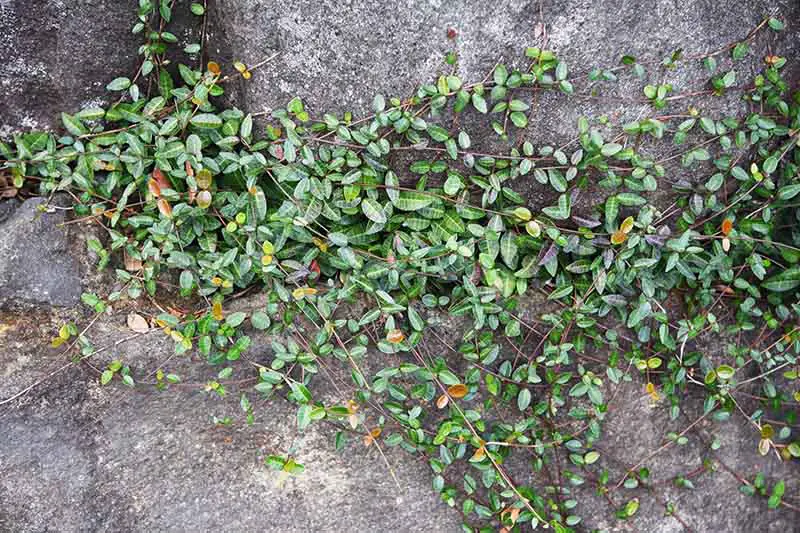 Jazmín asiático que crece como una cubierta de suelo sobre una superficie pavimentada que muestra hojas de color verde oscuro y variegadas a la luz del sol.