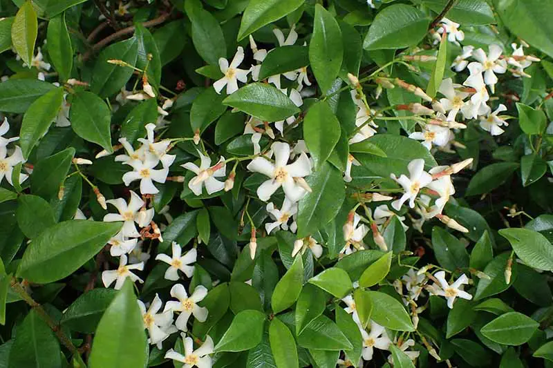 Un primer plano de las pequeñas flores blancas de jazmín asiático que crecen entre un follaje espeso y verde oscuro que se desvanece en un enfoque suave en el fondo.