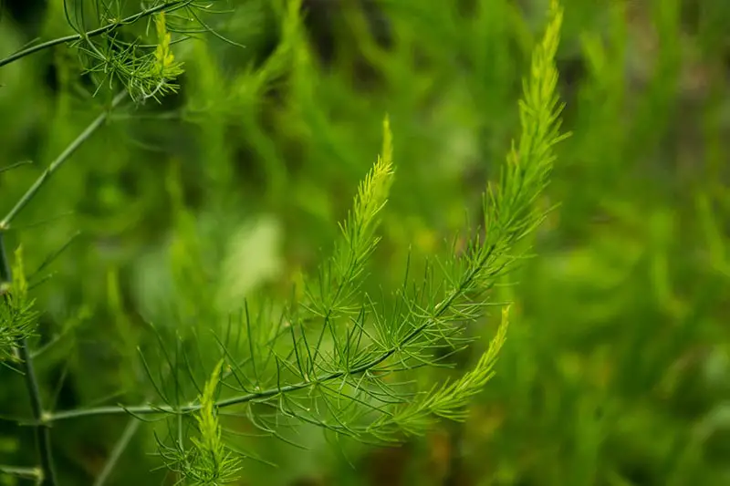 Una imagen horizontal de primer plano de la vegetación de A. officinalis que crece en el jardín sobre un fondo verde de enfoque suave.