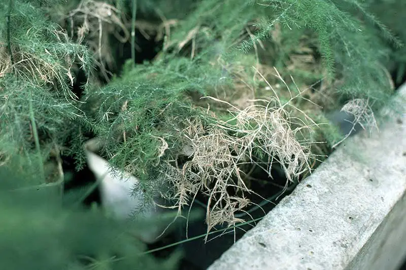 Una imagen horizontal de cerca de una planta de espárragos que sufre de pudrición de la raíz.