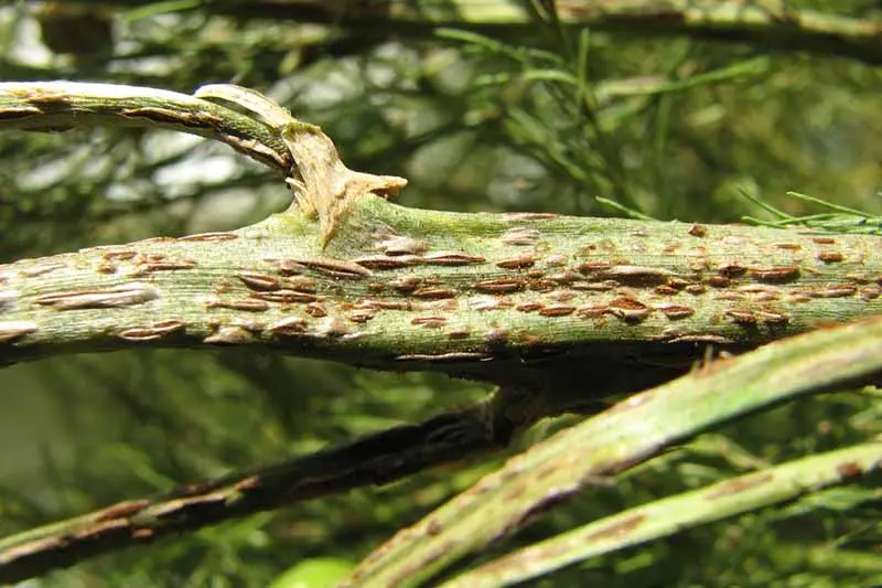 Una imagen horizontal de primer plano del tallo de una planta que sufre de roya de espárragos, una infección fúngica, representada en un fondo de enfoque suave.