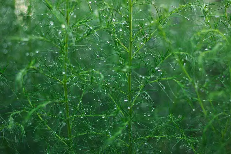 Una imagen horizontal de helechos de espárragos cubiertos de gotas de lluvia en una foto de enfoque suave.