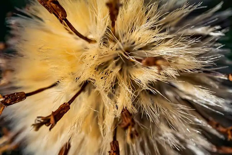 Un primer plano de los filamentos dentro de una cabeza de semilla.  Fibras tenues de color canela claro con tallos de color marrón más oscuro que sobresalen, desvaneciéndose en un enfoque suave en el fondo.