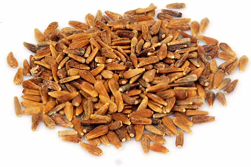 Un primer plano de semillas secas de aster, de color marrón oscuro a marrón claro con bordes cónicos.